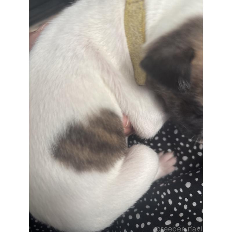 販売中の群馬県のウィペット-436879の3枚目