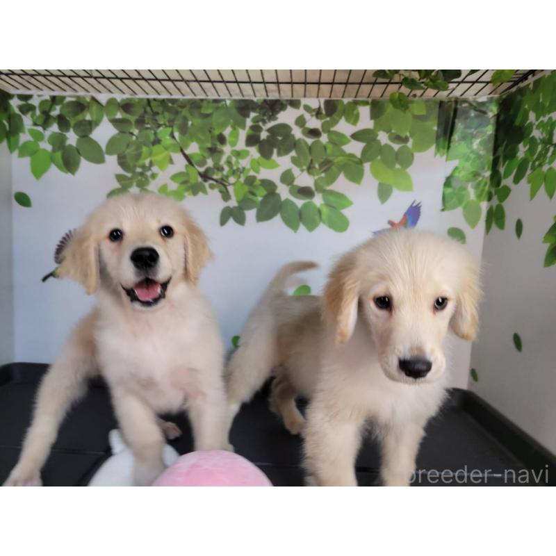 販売中の三重県のゴールデンレトリーバー-431190の4枚目