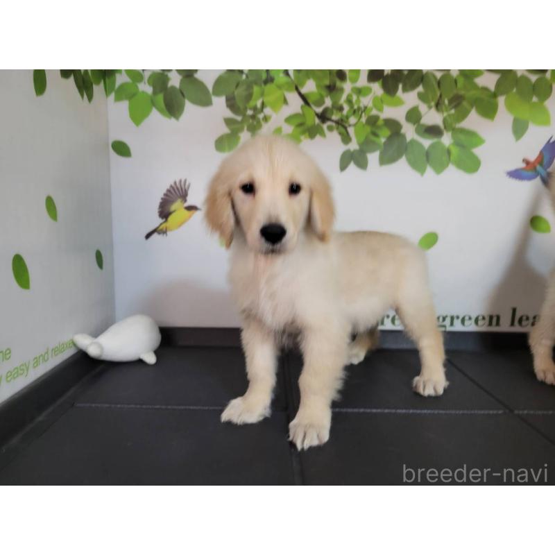 販売中の三重県のゴールデンレトリーバー-431200の5枚目