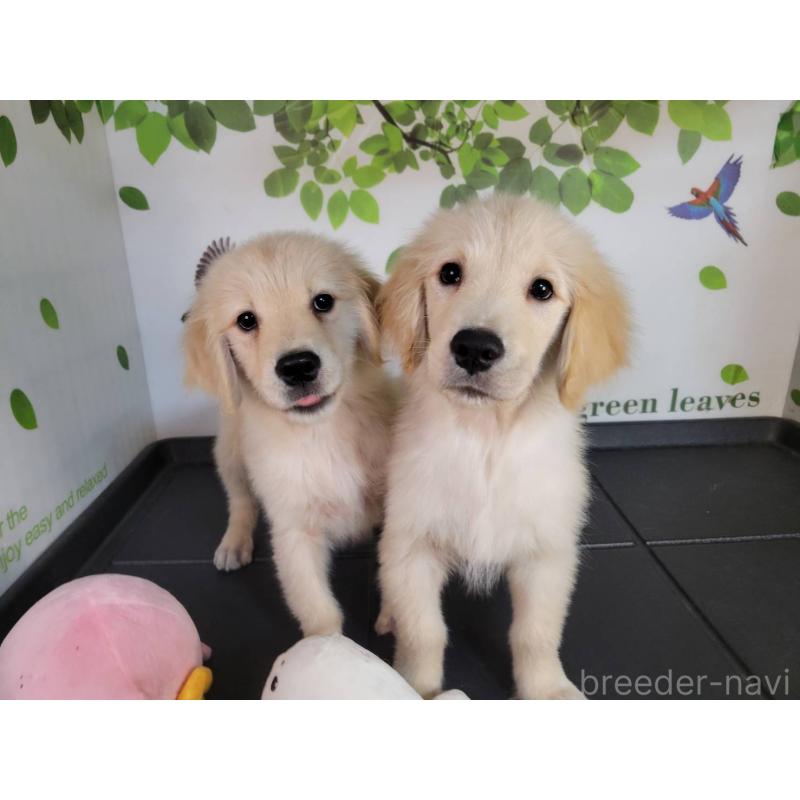 販売中の三重県のゴールデンレトリーバー-431200の4枚目