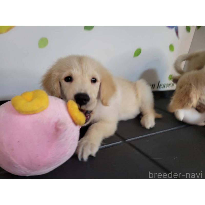 販売中の三重県のゴールデンレトリーバー-431200の3枚目