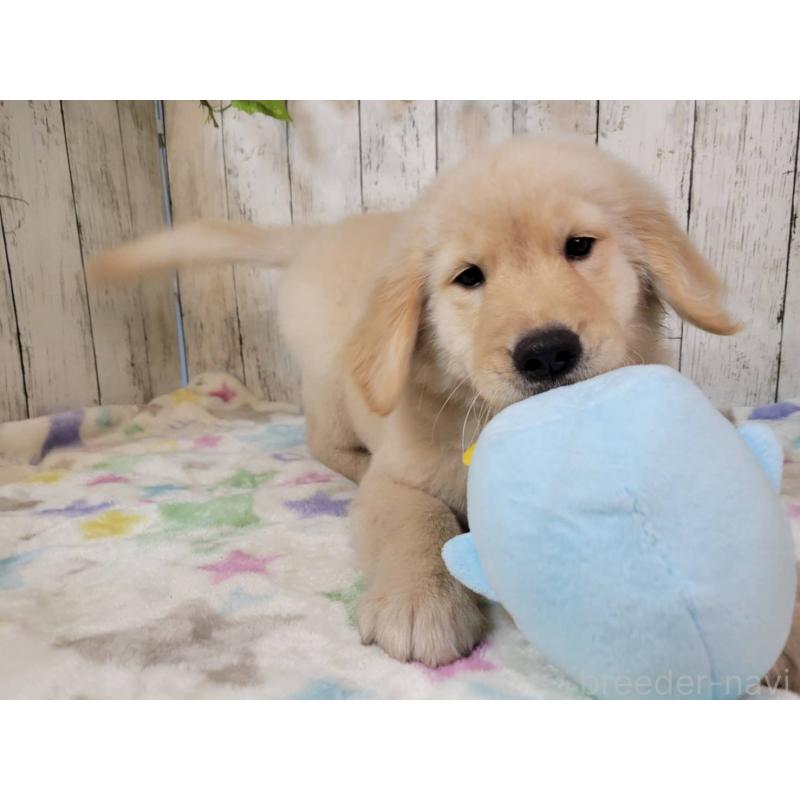 販売中の三重県のゴールデンレトリーバー-431261の5枚目