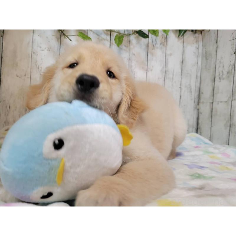 販売中の三重県のゴールデンレトリーバー-431261の4枚目