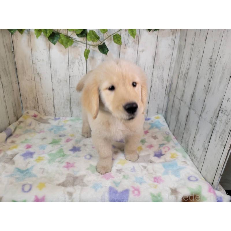販売中の三重県のゴールデンレトリーバー-431261の3枚目