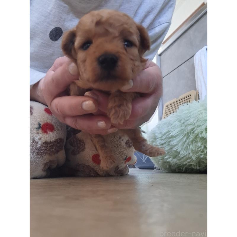 販売中の群馬県のタイニープードル-436880の5枚目