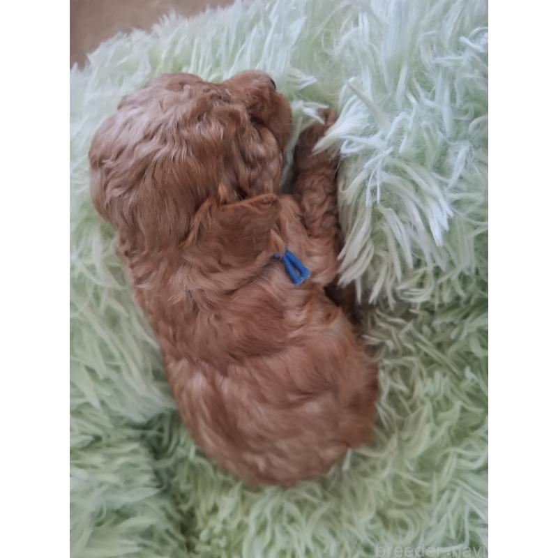 販売中の群馬県のタイニープードル-436880の4枚目