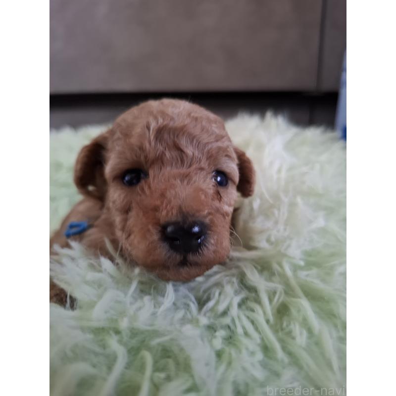 販売中の群馬県のタイニープードル-436880の3枚目