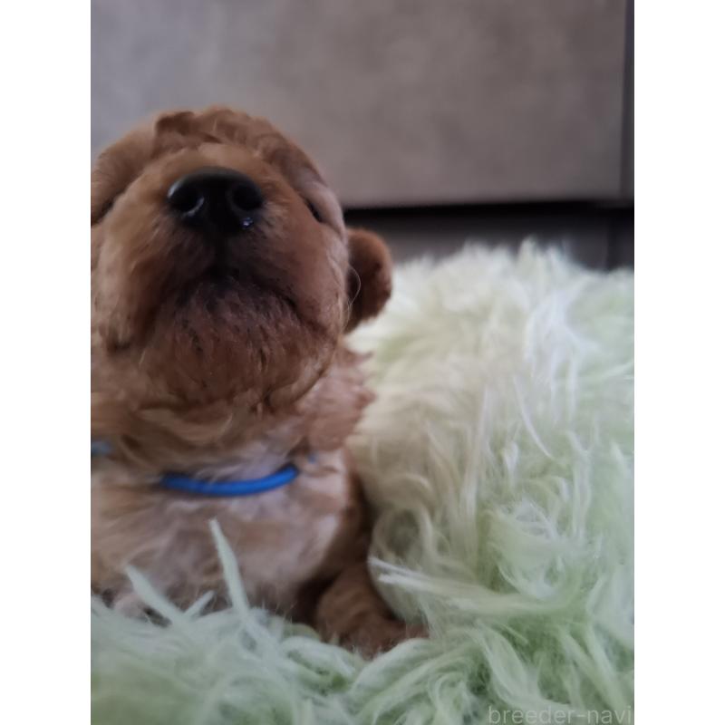 販売中の群馬県のタイニープードル-436880の2枚目