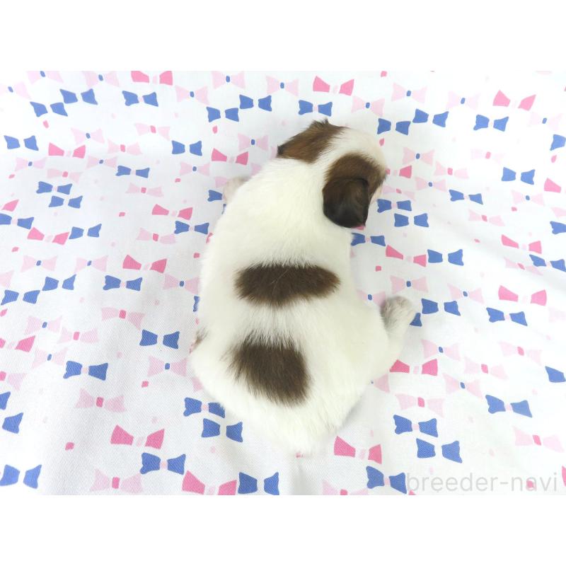 成約済の千葉県のパピヨン-434651の10枚目