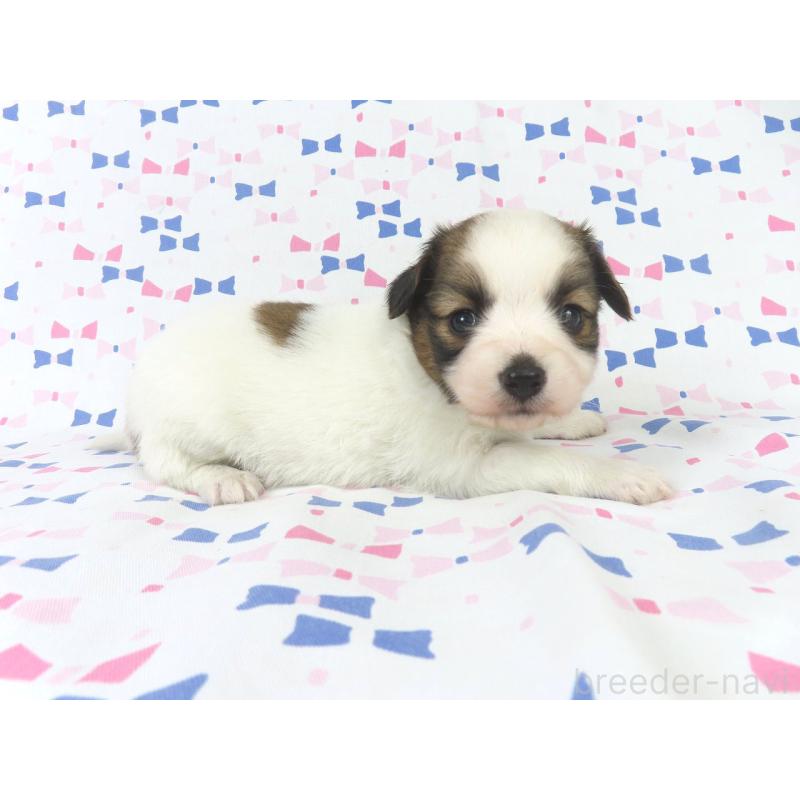 成約済の千葉県のパピヨン-434651の9枚目