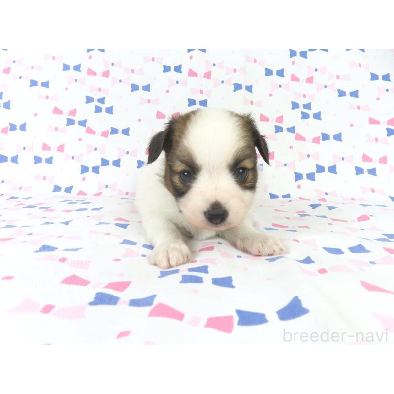 成約済の千葉県のパピヨン-434651の8枚目