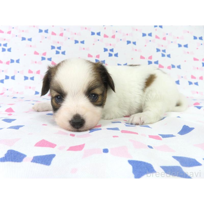 成約済の千葉県のパピヨン-434651の7枚目