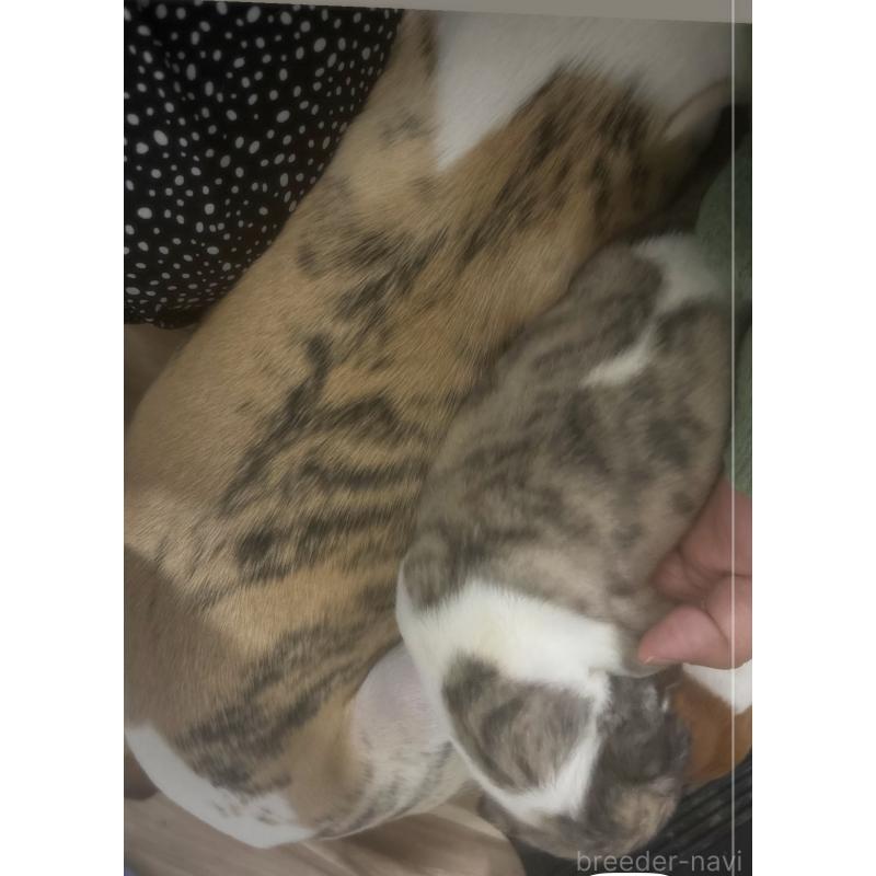 販売中の群馬県のウィペット-436881の2枚目