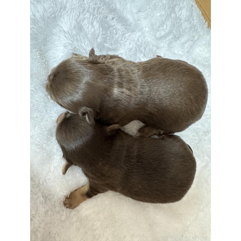 販売中の神奈川県のチワワ(ロングコート)-434781の8枚目