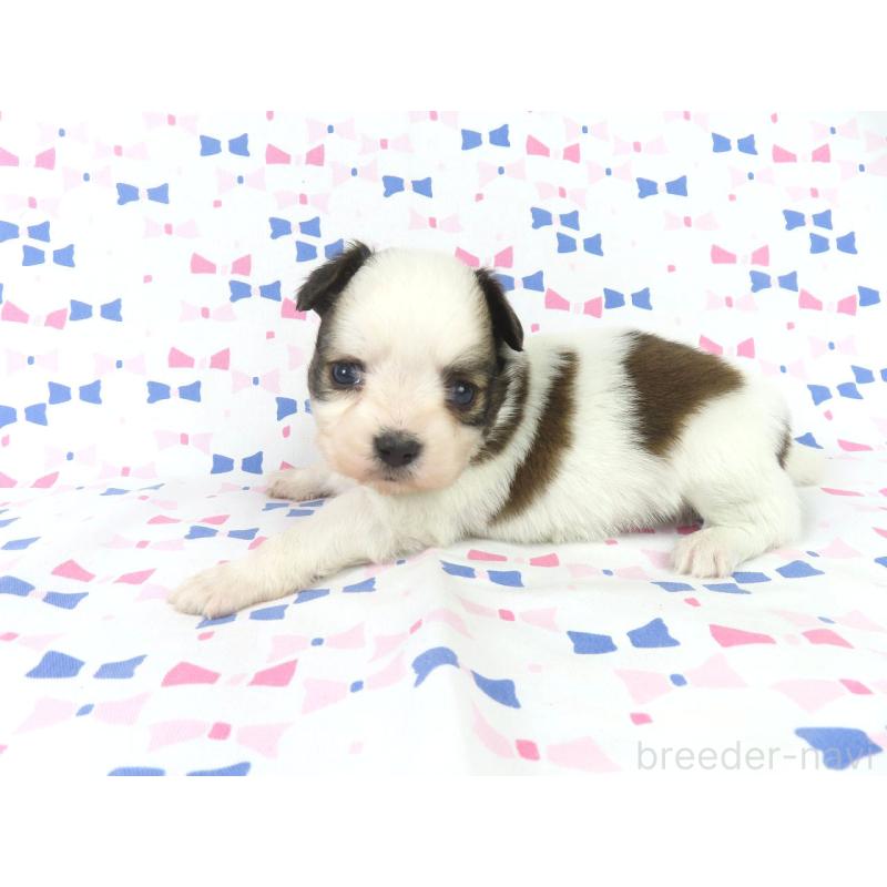 成約済の千葉県のパピヨン-434653の14枚目