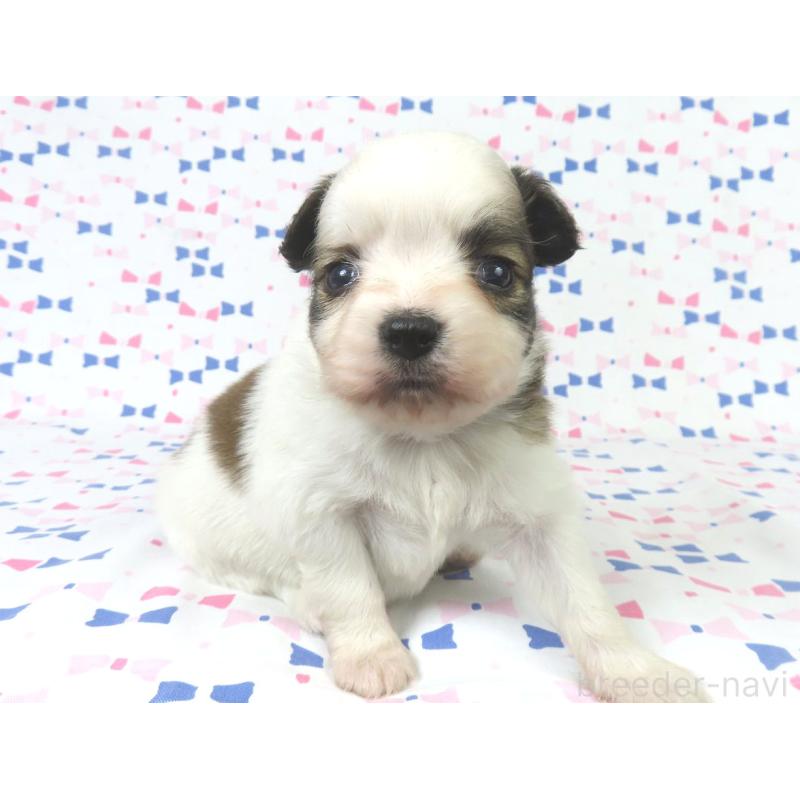 成約済の千葉県のパピヨン-434653の13枚目