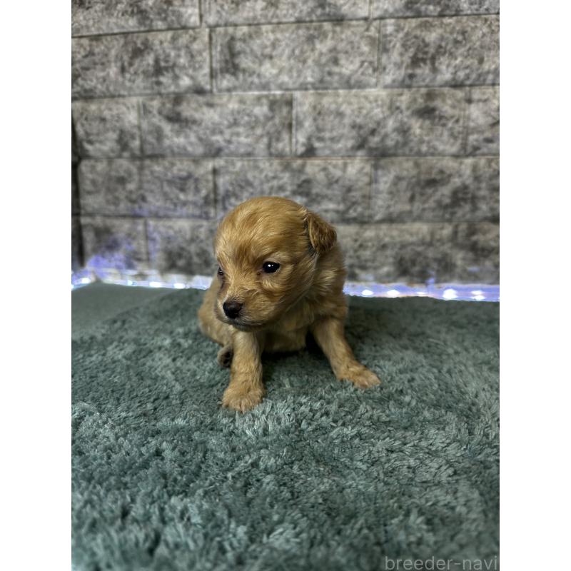 販売中の千葉県のポメプー:ポメラニアン×トイプードル-436882の3枚目