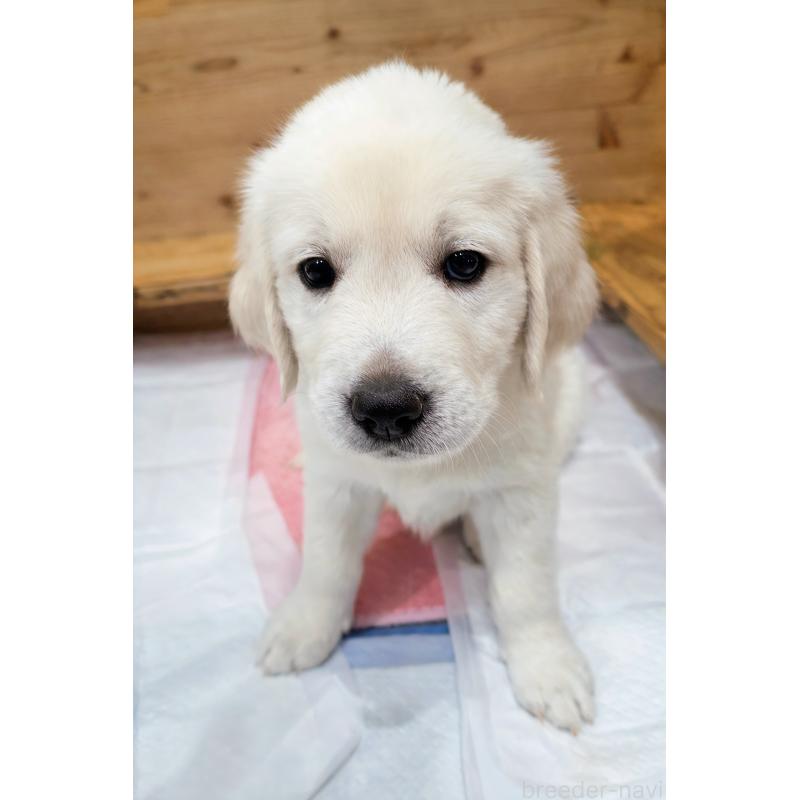 成約済の兵庫県のゴールデンレトリーバー-435135の3枚目