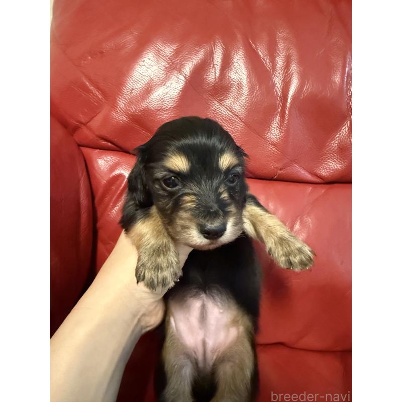 販売中の岡山県のミニチュアダックスフンド(ロングヘアード)-434283の9枚目