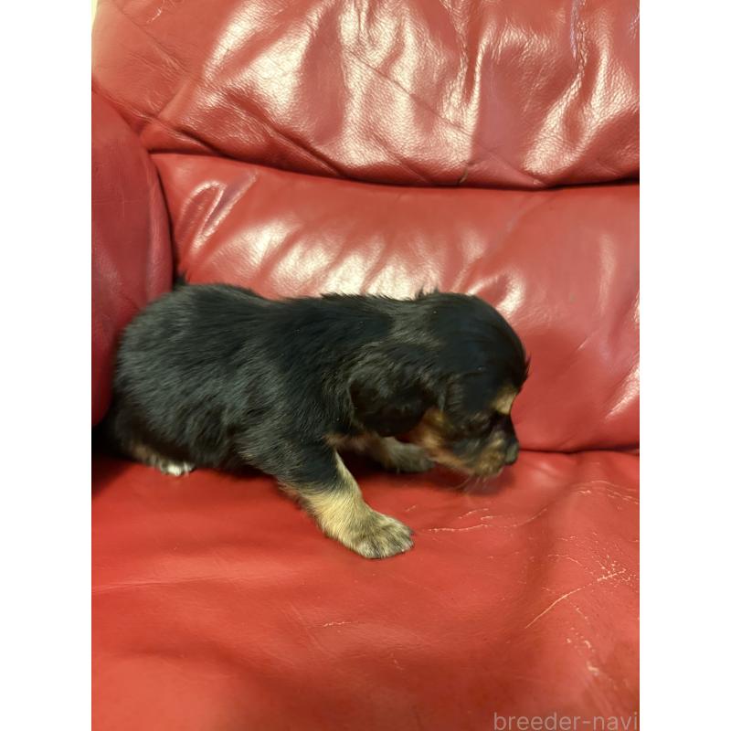 販売中の岡山県のミニチュアダックスフンド(ロングヘアード)-434283の8枚目