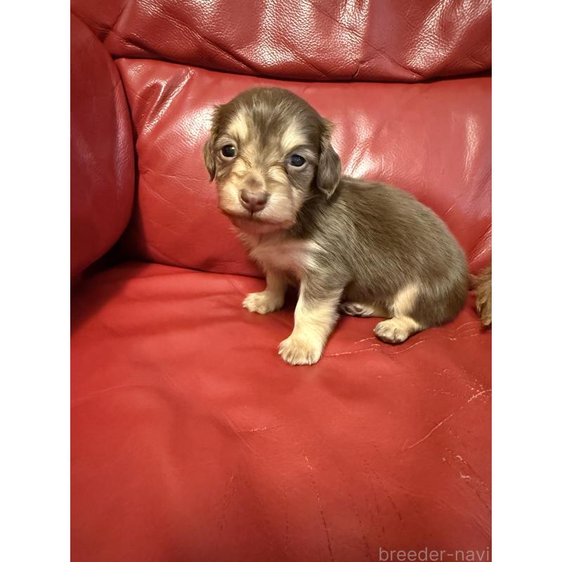 販売中の岡山県のミニチュアダックスフンド(ロングヘアード)-434282の4枚目