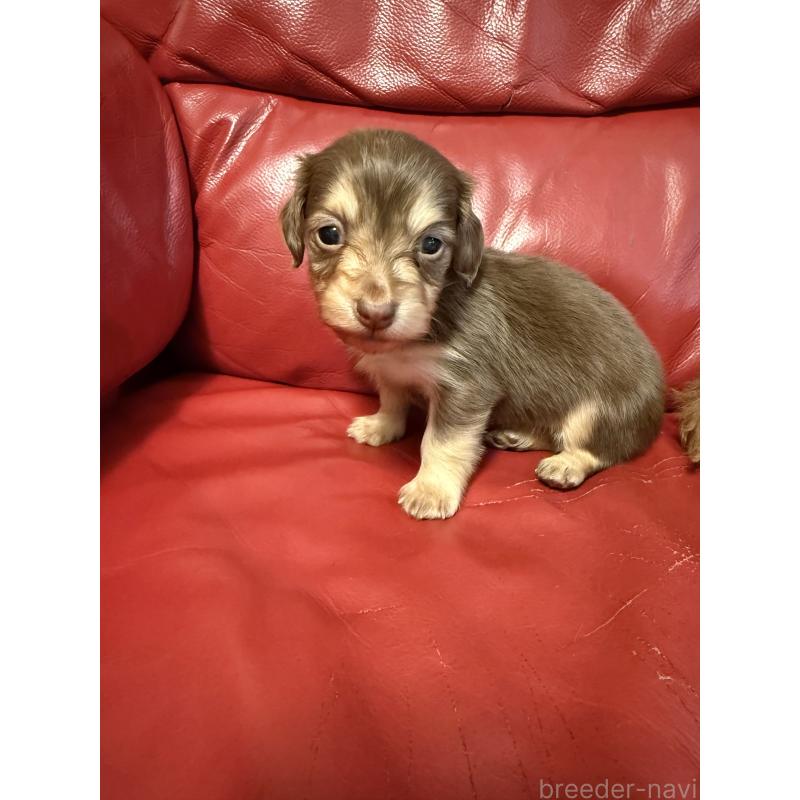 販売中の岡山県のミニチュアダックスフンド(ロングヘアード)-434282の3枚目