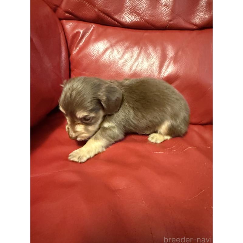 販売中の岡山県のミニチュアダックスフンド(ロングヘアード)-434282の2枚目