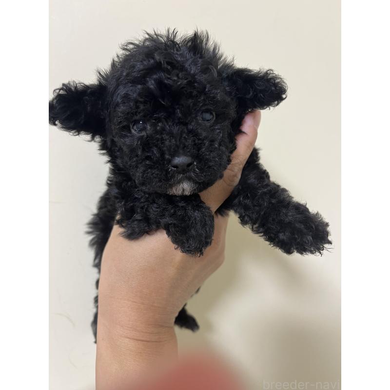 販売中の熊本県のタイニープードル-433457の4枚目