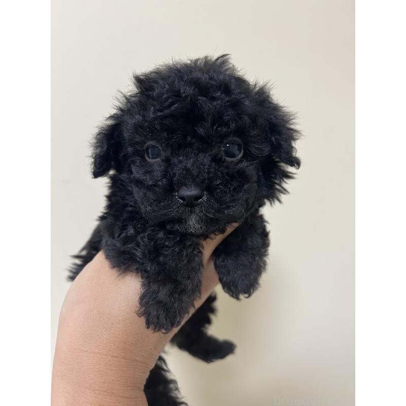 販売中の熊本県のタイニープードル-433449