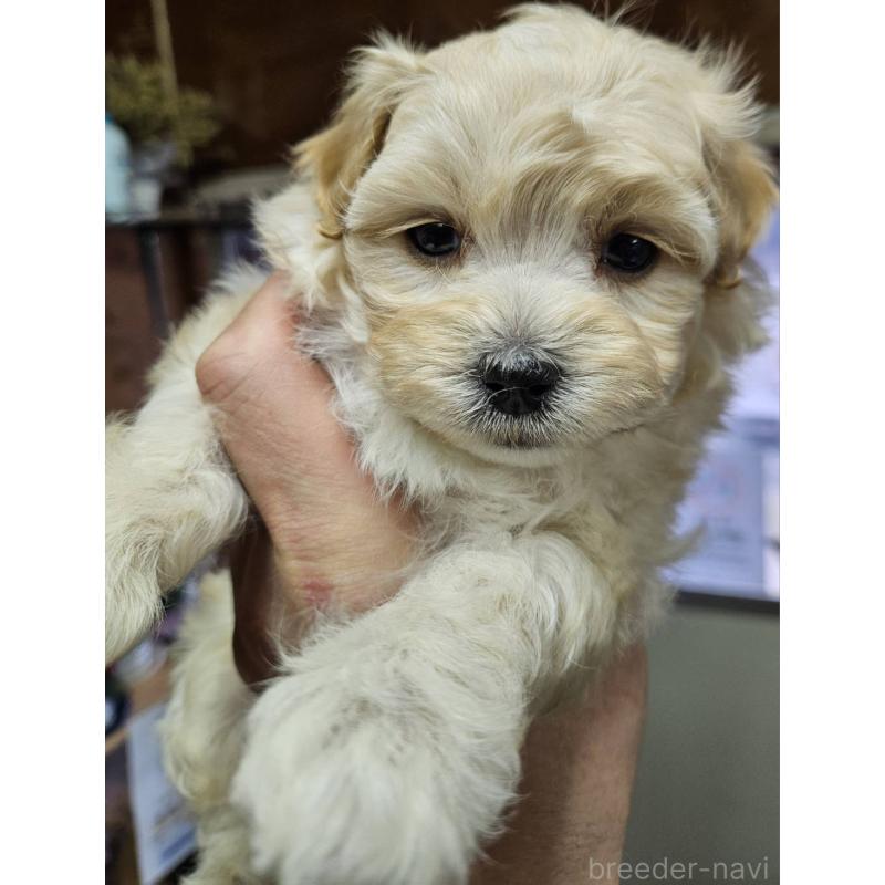 販売中の福島県のマルプー:マルチーズ×トイプードル-437034