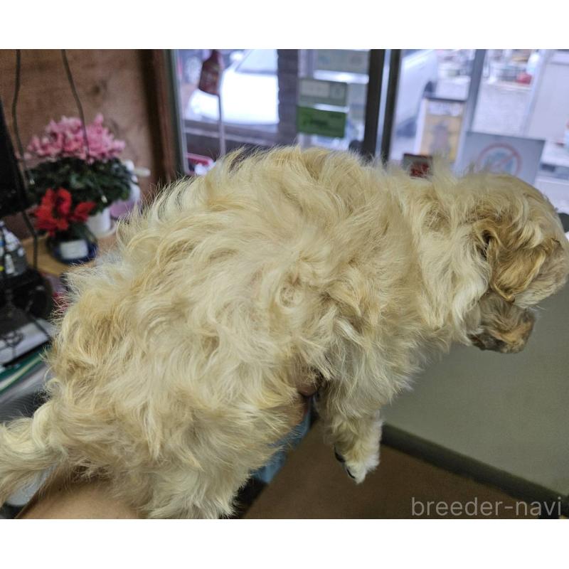 販売中の福島県のマルプー:マルチーズ×トイプードル-437034の5枚目