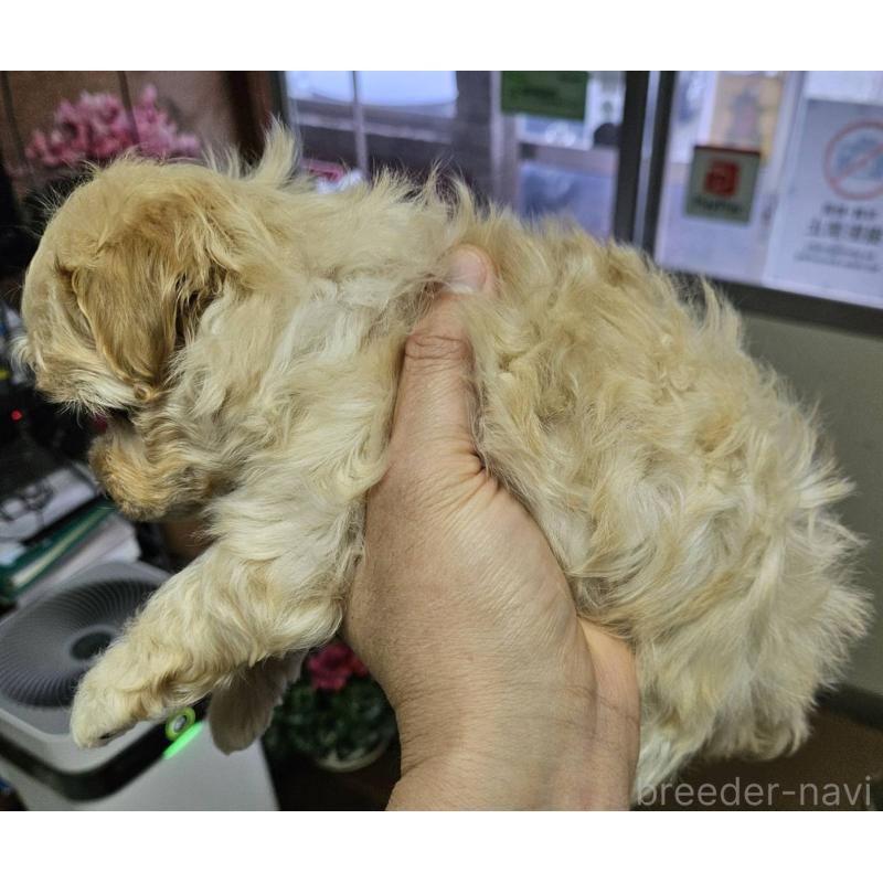 販売中の福島県のマルプー:マルチーズ×トイプードル-437034の4枚目