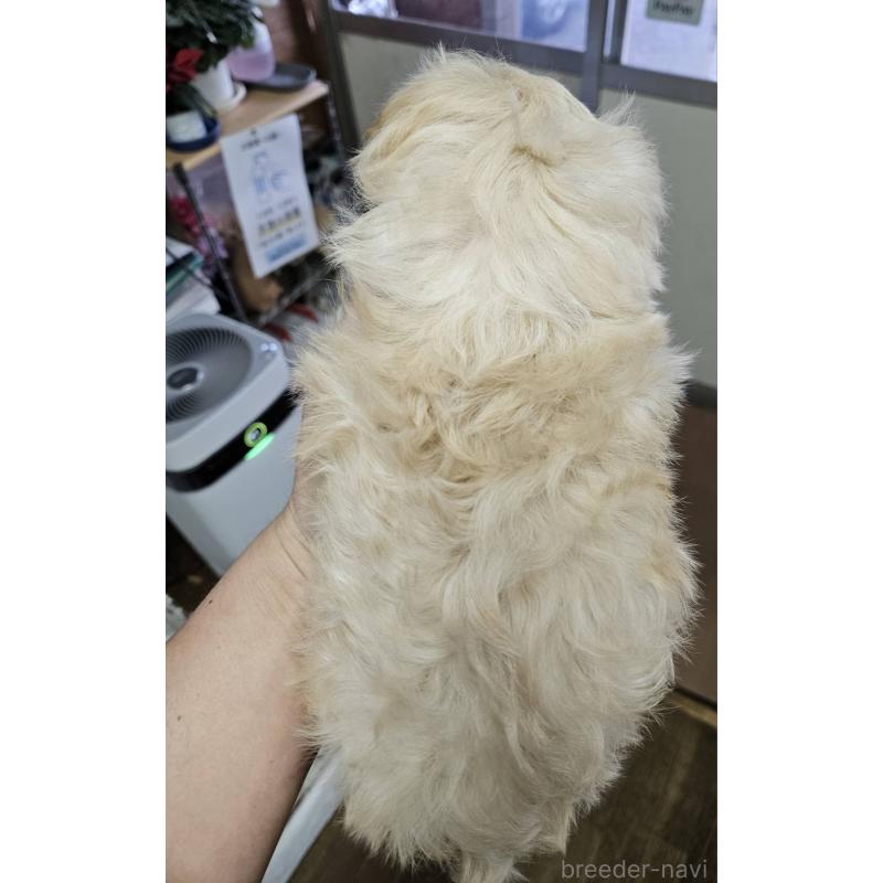 販売中の福島県のマルプー:マルチーズ×トイプードル-437034の3枚目