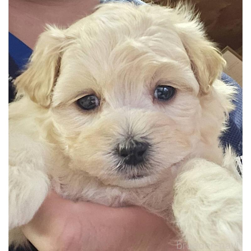 販売中の福島県のマルプー:マルチーズ×トイプードル-437034の2枚目