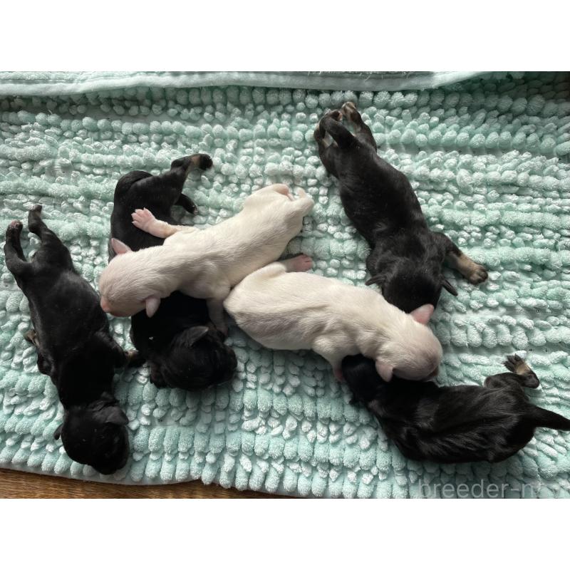 販売中の愛知県のミニチュアシュナウザー-437037の2枚目