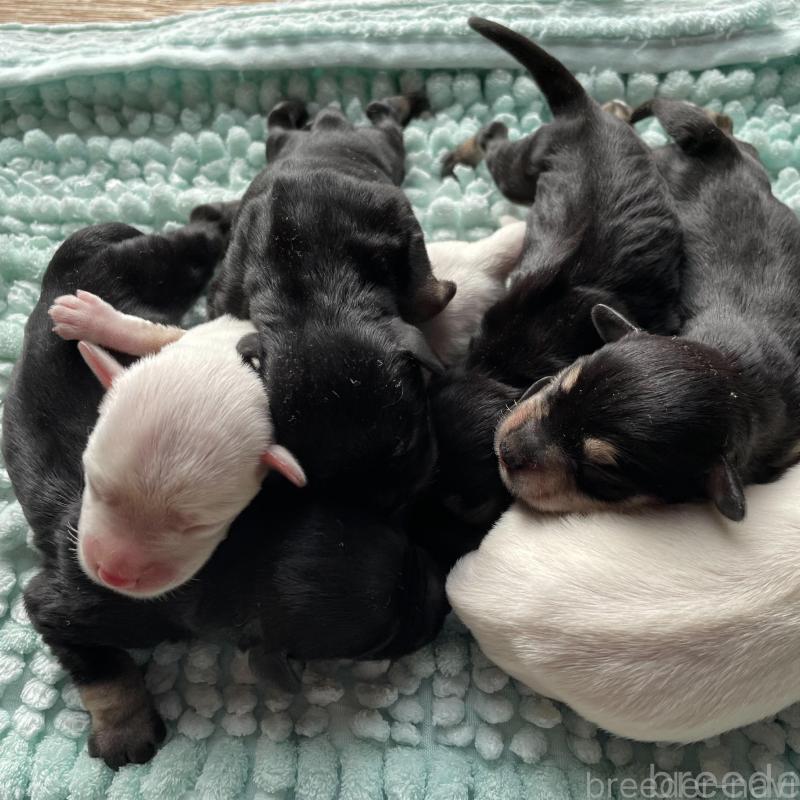 販売中の愛知県のミニチュアシュナウザー-437039