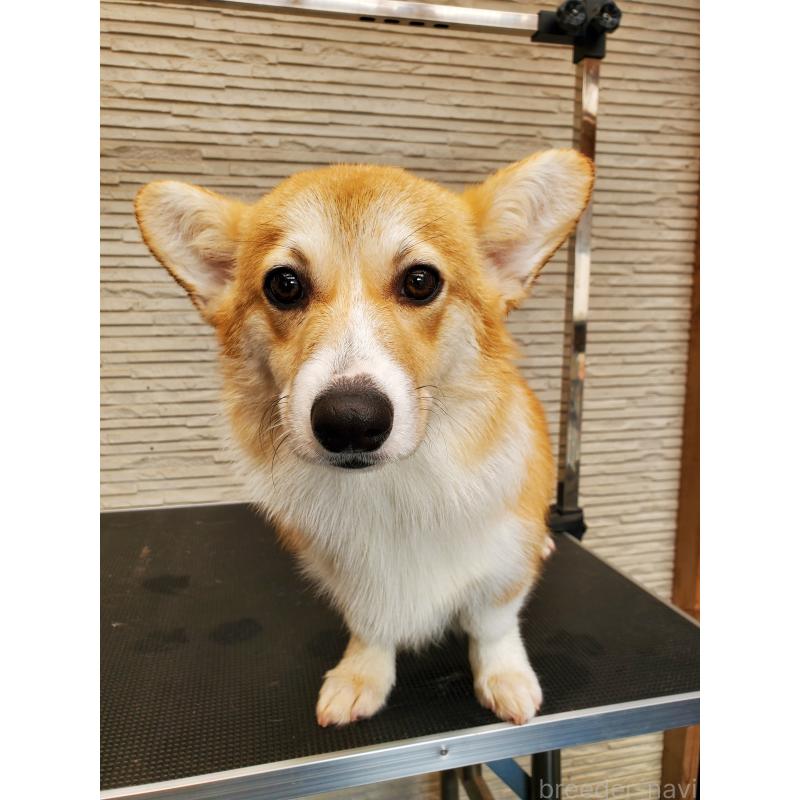 販売中の岩手県のウェルシュコーギーペンブローク-437041