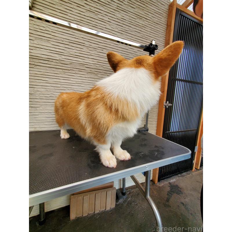 販売中の岩手県のウェルシュコーギーペンブローク-437041の5枚目