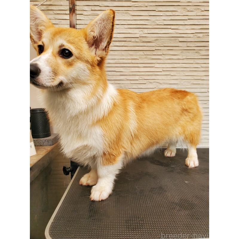 販売中の岩手県のウェルシュコーギーペンブローク-437041の4枚目