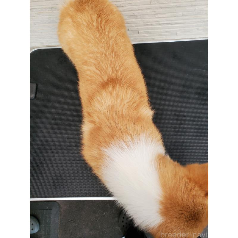 販売中の岩手県のウェルシュコーギーペンブローク-437041の3枚目