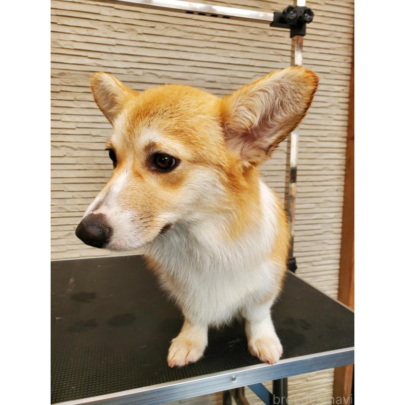 販売中の岩手県のウェルシュコーギーペンブローク-437041の2枚目