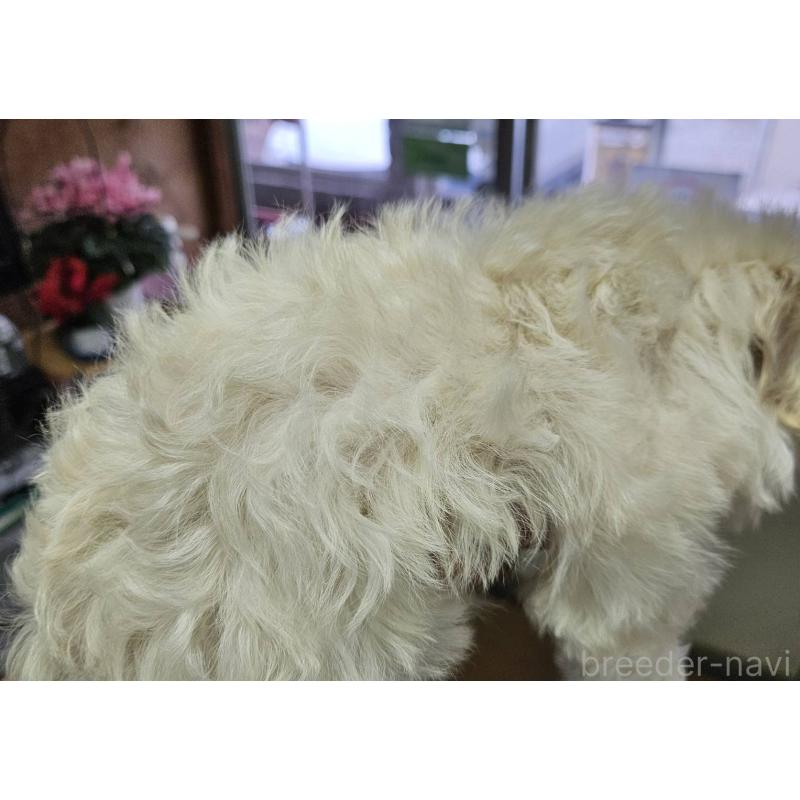 販売中の福島県のマルプー:マルチーズ×トイプードル-437042の5枚目