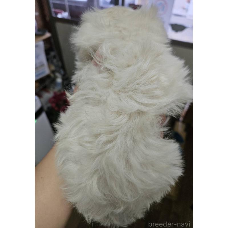 販売中の福島県のマルプー:マルチーズ×トイプードル-437042の3枚目