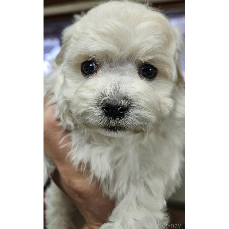 販売中の福島県のマルプー:マルチーズ×トイプードル-437042の2枚目
