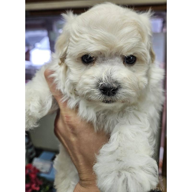 販売中の福島県のマルプー:マルチーズ×トイプードル-437042