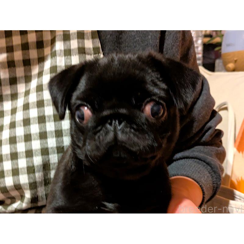 販売中の茨城県のパグ-437044の6枚目