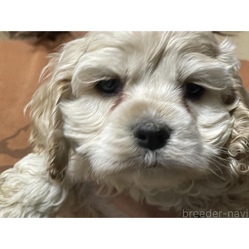 販売中の滋賀県のアメリカンコッカースパニエル-432536