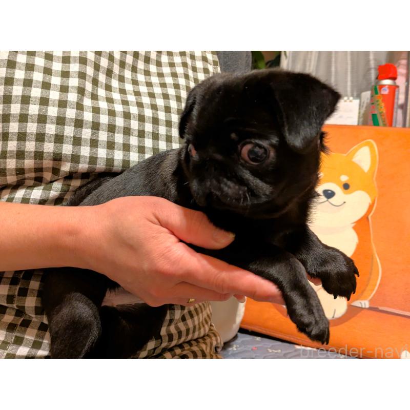 販売中の茨城県のパグ-437044の5枚目