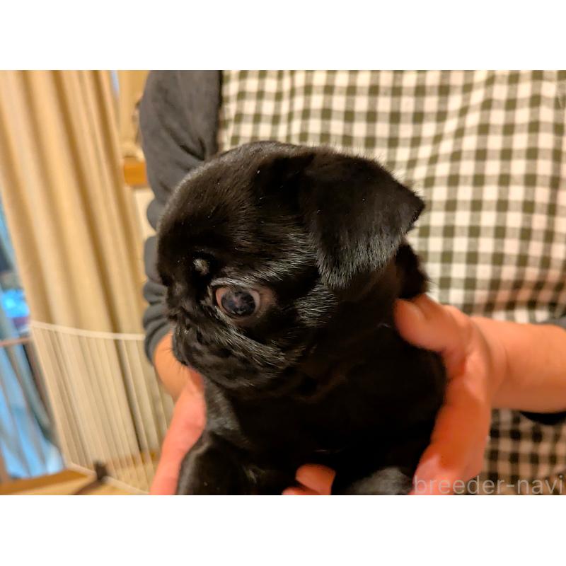 販売中の茨城県のパグ-437044の4枚目