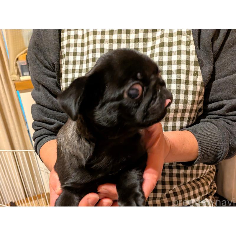 販売中の茨城県のパグ-437044の2枚目